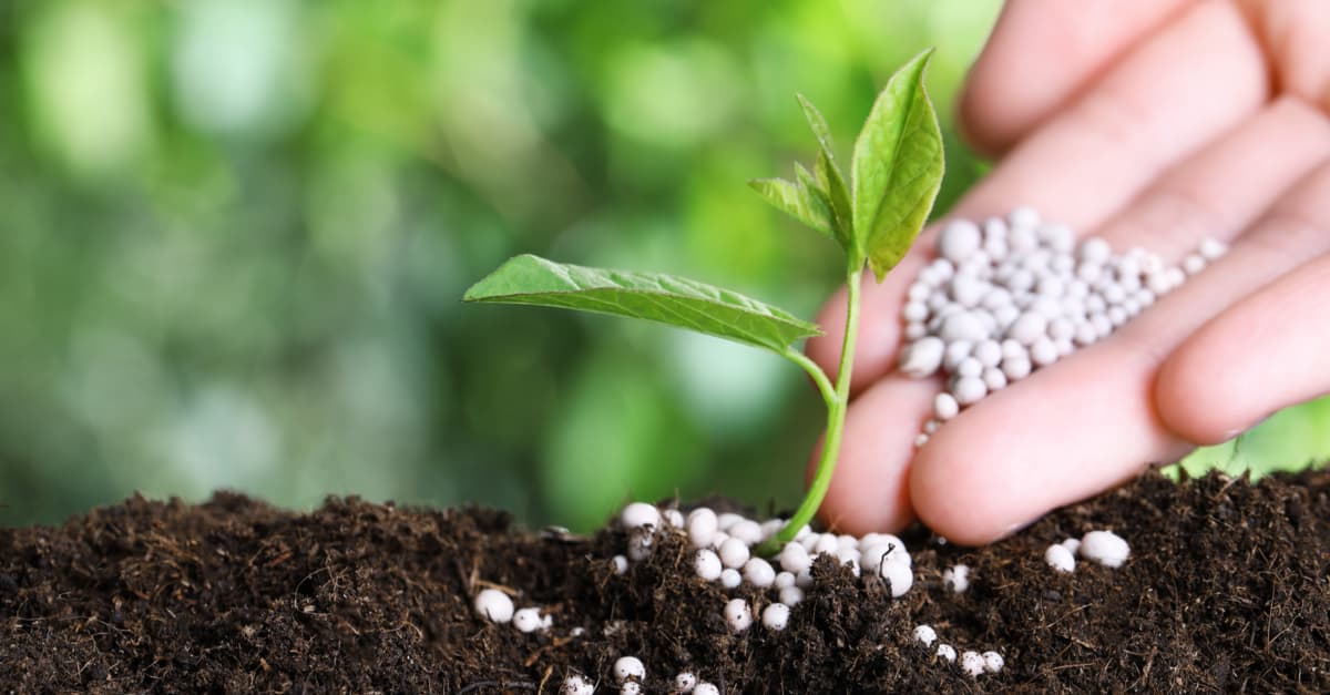 Giá phân bón hôm nay 34 Duy trì đi ngang