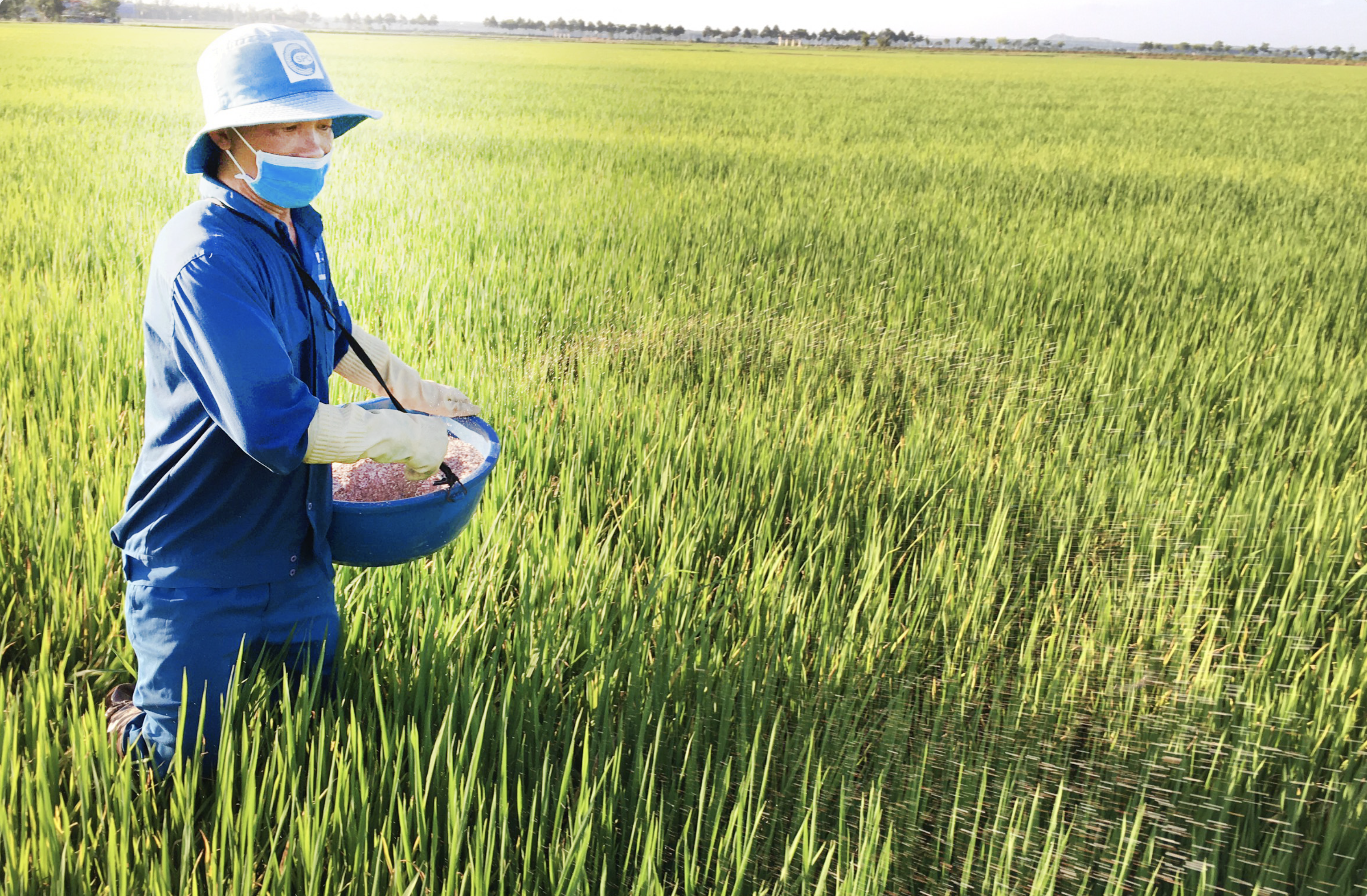 Giá phân bón hôm nay 44 Giá phân Ure Phân NPK phân kali duy trì ổn định