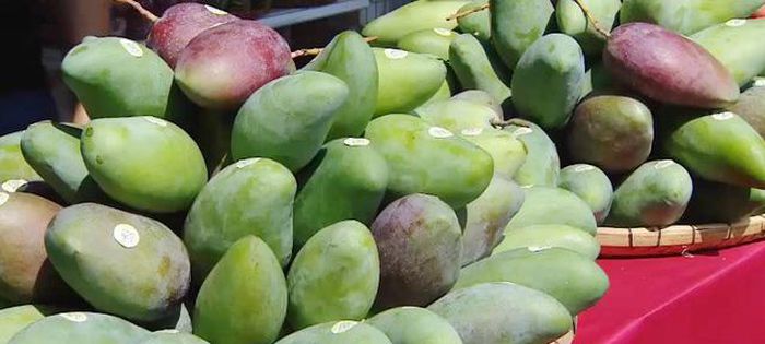 Xoài xanh Việt Nam ngày càng được ưa chuộng tại thị trường Australia