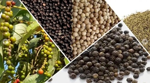 Xuất khẩu hạt tiêu tháng 62021 tăng mạnh cả lượng và giá trị