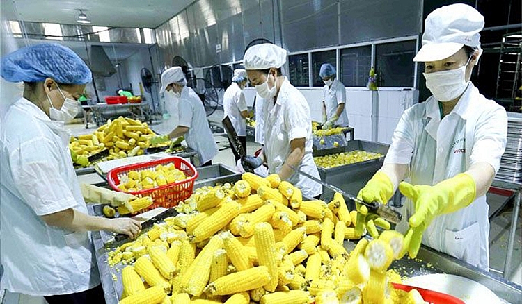 Doanh nghiệp lưu ý một số quy định nhập khẩu hàng nông sản và thực phẩm vào khu vực Bắc Âu
