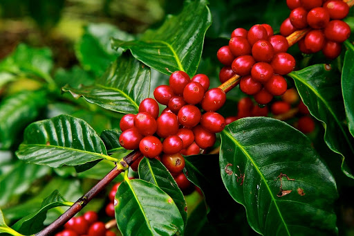 Giá cà phê hôm nay 237 Robusta tăng sốc gần chạm mốc 1900 USDtấn
