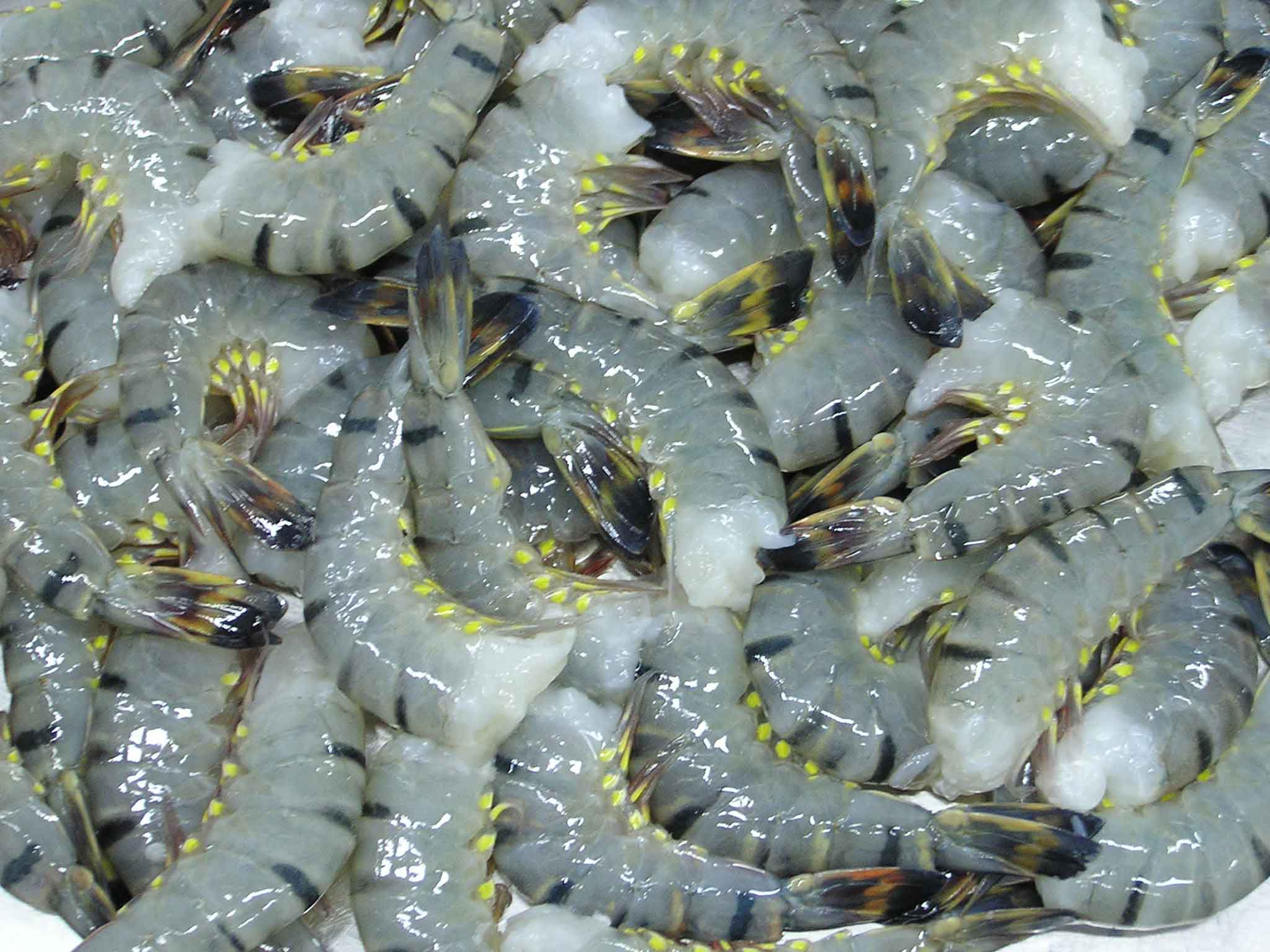 Trung Quốc giảm 20 nhập khẩu tôm nước ấm đông lạnh trong 6 tháng đầu năm