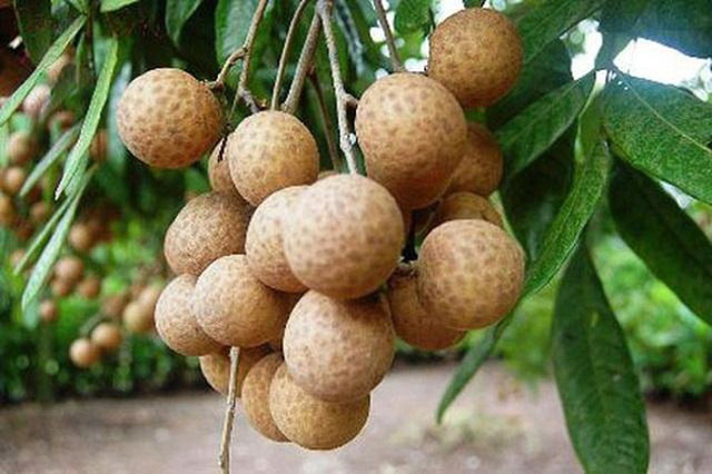 Cấp Giấy chứng nhận đăng ký nhãn hiệu