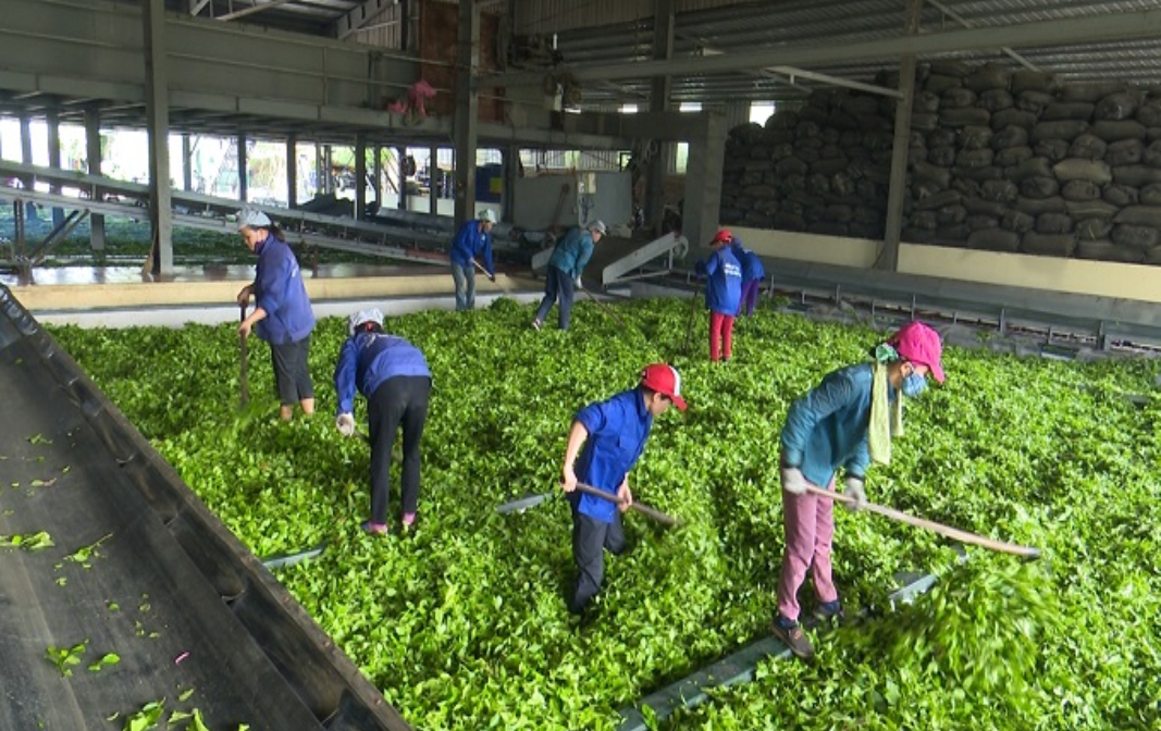 Cơ hội cho chè Việt tiếp cận thị trường Nga