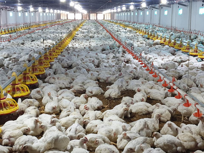 Giá gà rớt mức kỷ lục nhiều chủ trại khốn đốn nghỉ nuôi để giảm lỗ