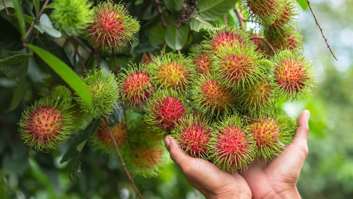 Hậu Giang Hàng trăm tấn nhãn chôm chôm và dưa lê còn tồn đọng