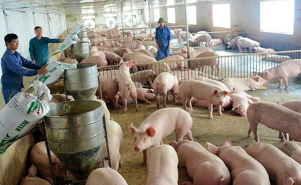Giá heo hơi hôm nay 238 Tăng nhẹ tại miền Trung Tây Nguyên