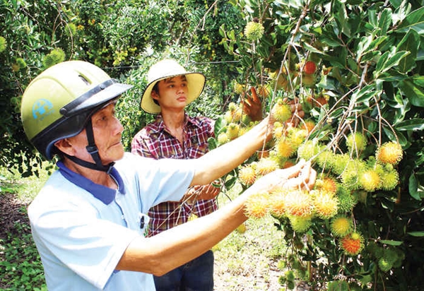 Vườn trái cây Nam Bộ ở xứ sở nắng gió