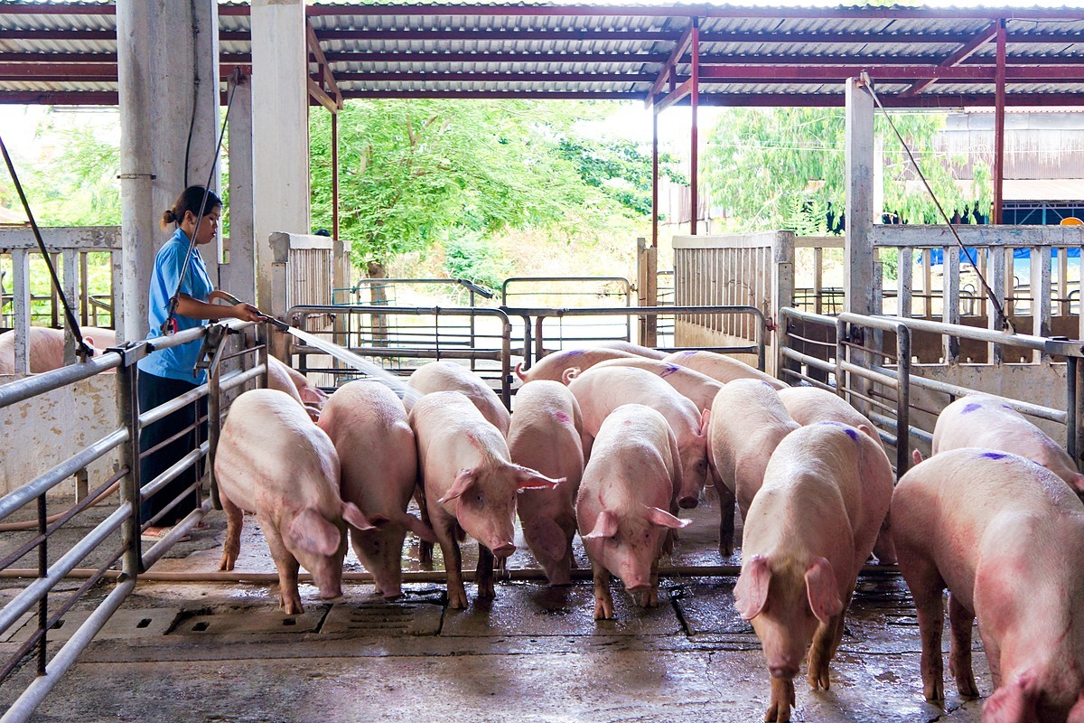 Giá heo hơi hôm nay 249 Giảm tại miền Bắc