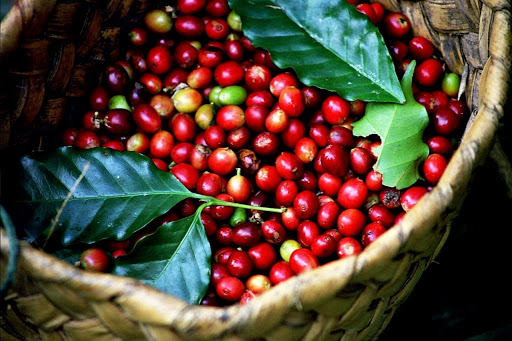 Giá cà phê hôm nay 1510 Arabica không còn giảm mạnh