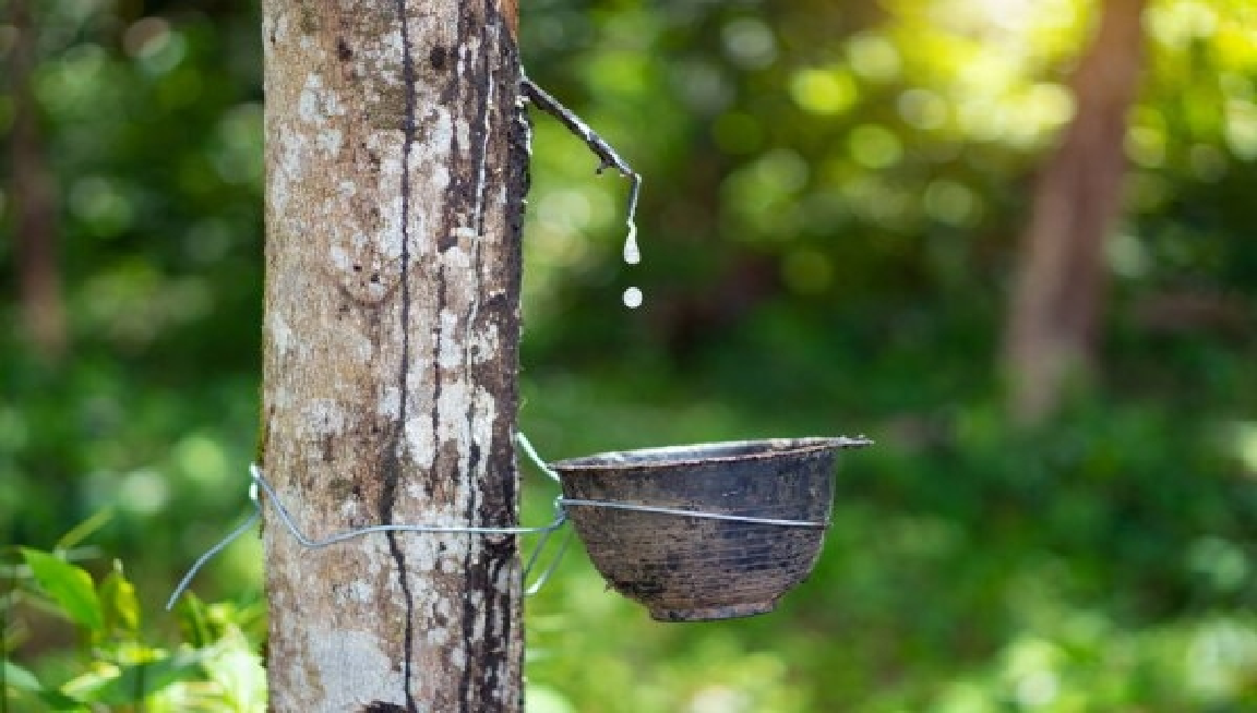 Giá cao su hôm nay 2010 Biến động trái chiều