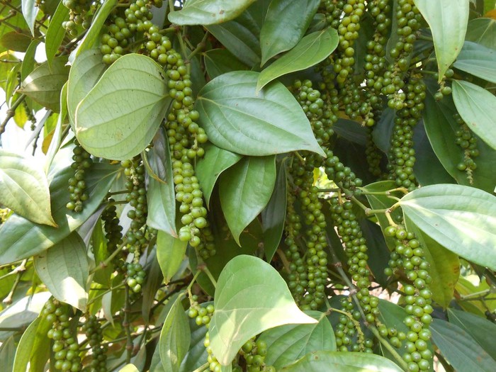 Giá tiêu hôm nay 2510