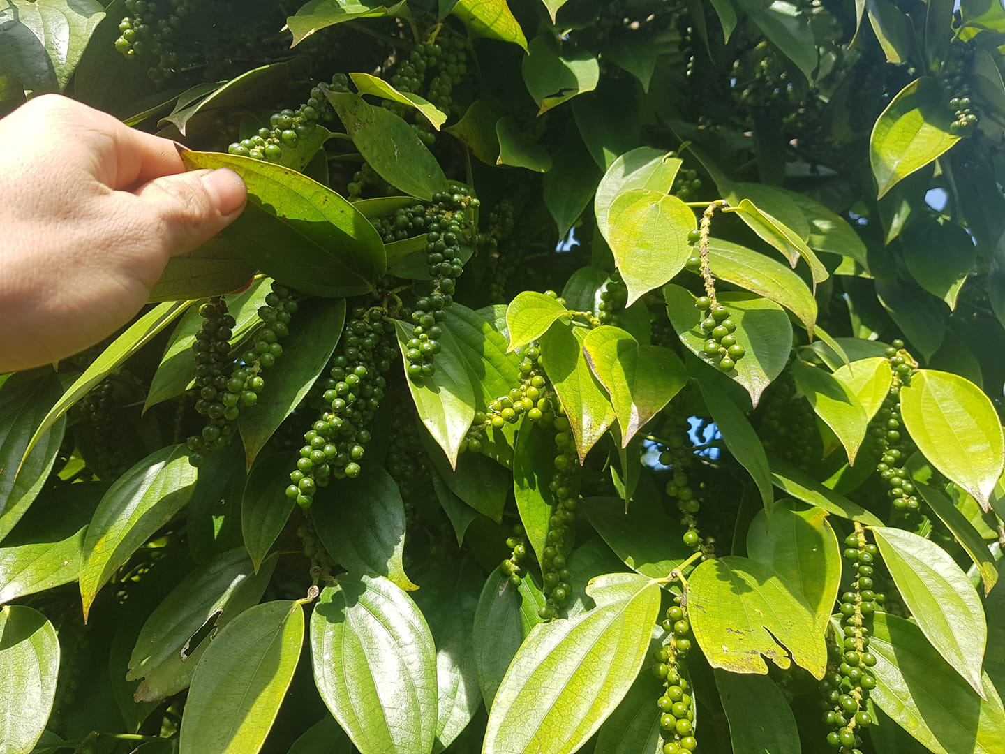 Giá tiêu hôm nay 2810 Đi ngang sau phiên tăng