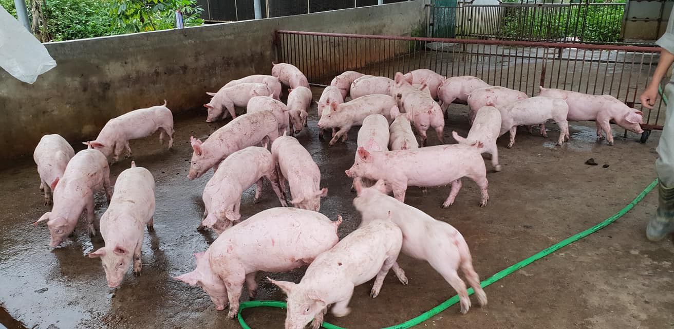 Giá heo hơi hôm nay 2810 Tiếp tục tăng mạnh