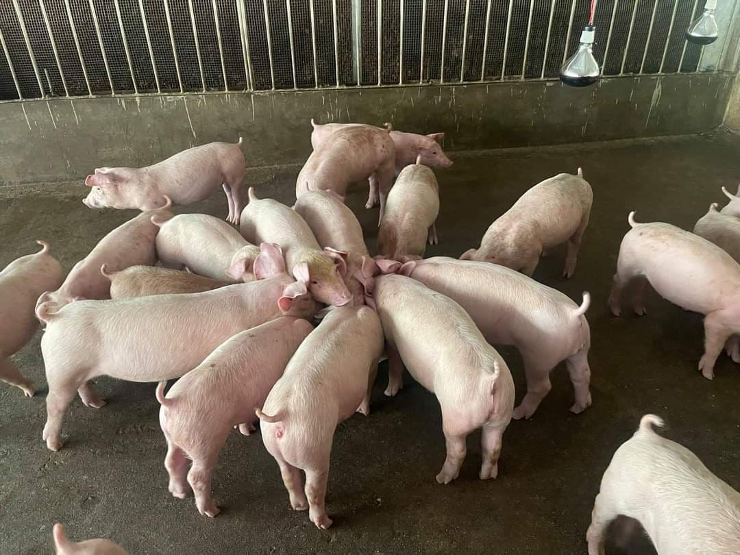 Giá heo hơi hôm nay 811 Tăng giảm trái chiều