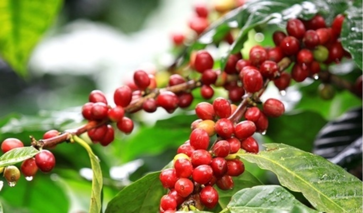 Giá cà phê hôm nay 1411 Cà phê Arabica liên tiếp tăng