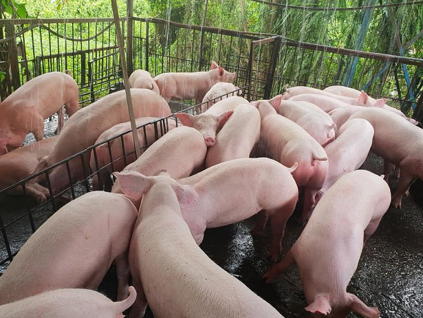Giá heo hơi hôm nay 1511 Tương đối ổn định trên cả nước