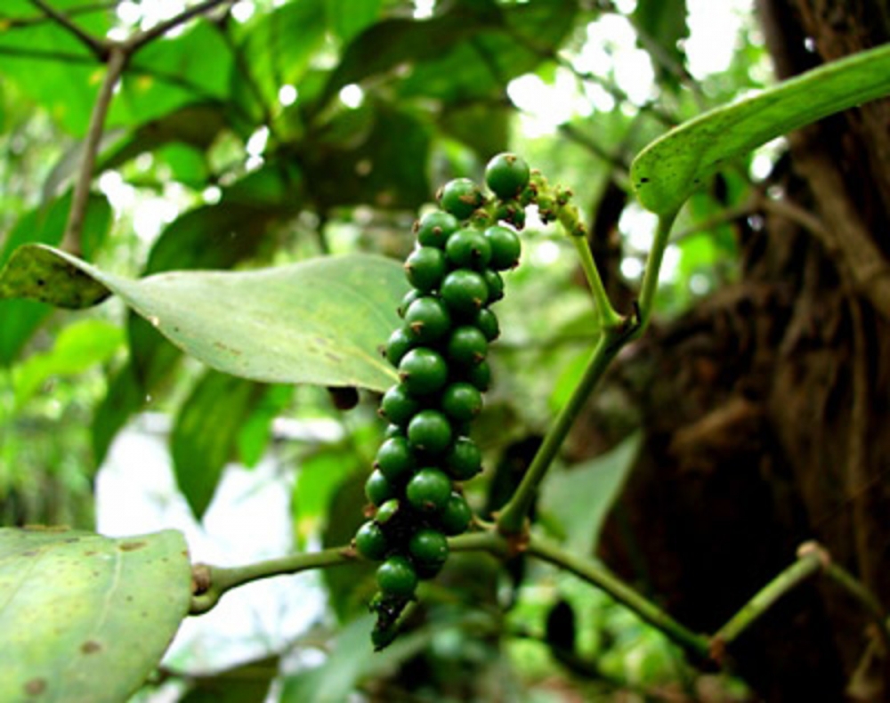Giá tiêu hôm nay 2012 Thị trường trầm lắng