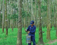 Vì sao Tập đoàn Công nghiệp Cao su Việt Nam GVR hạ mục tiêu lợi nhuận năm 2021 