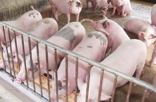Giá heo hơi hôm nay 61 Nhiều tỉnh thành tiếp tục có giá đi ngang