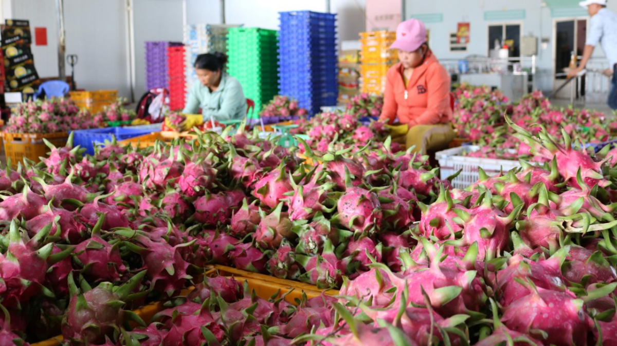 300000 tấn thanh long chưa có đầu ra