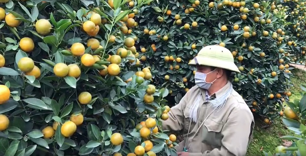 Vườn quất cảnh trăm triệu ở Nam Định chuẩn bị phục vụ Tết Nguyên đán Nhâm Dần