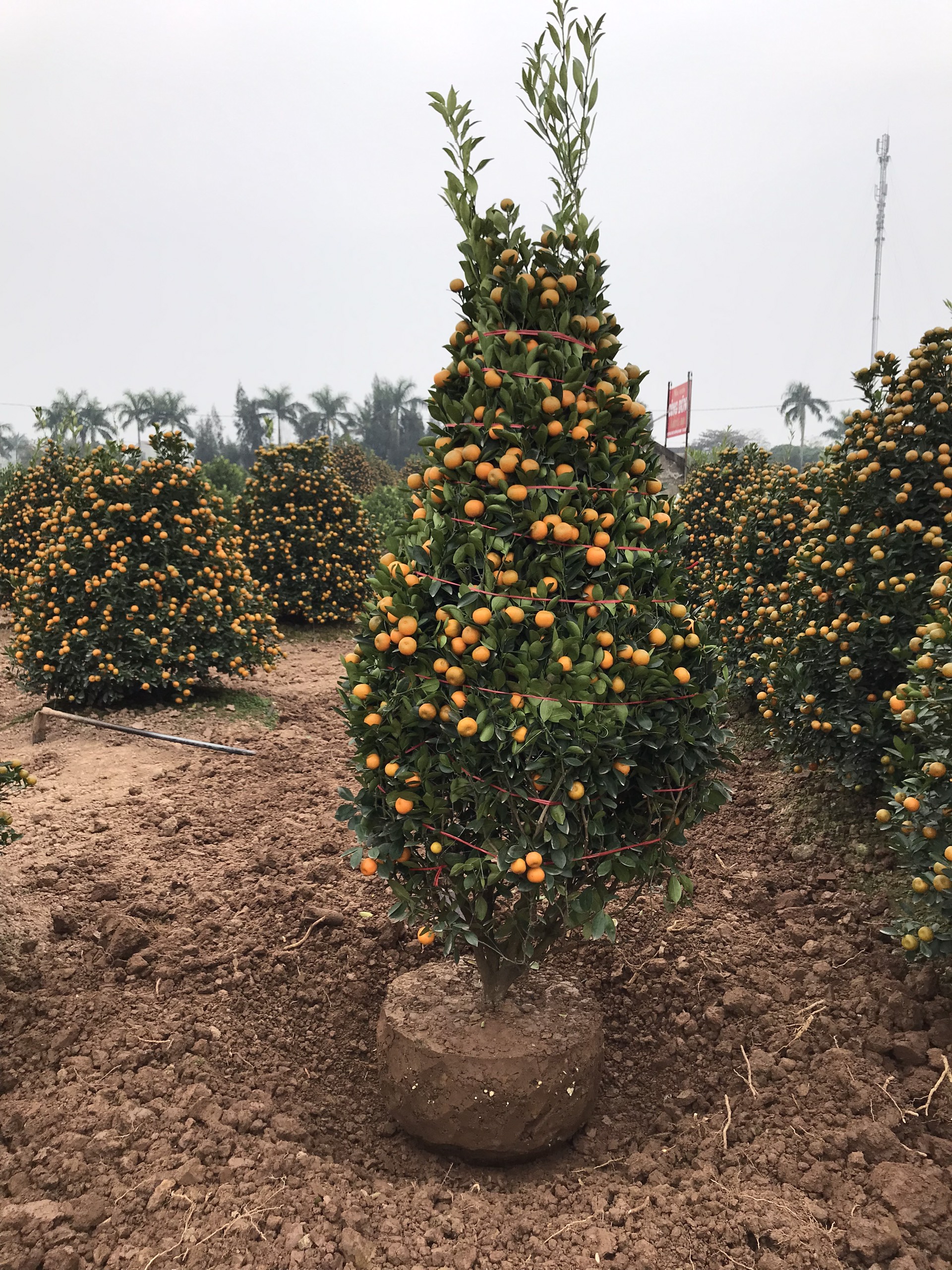 Vườn quất cảnh trăm triệu ở Nam Định chuẩn bị phục vụ Tết Nguyên đán Nhâm Dần