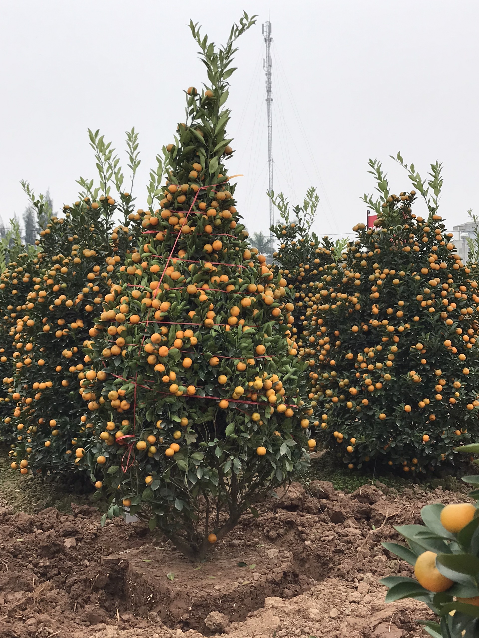 Vườn quất cảnh trăm triệu ở Nam Định chuẩn bị phục vụ Tết Nguyên đán Nhâm Dần