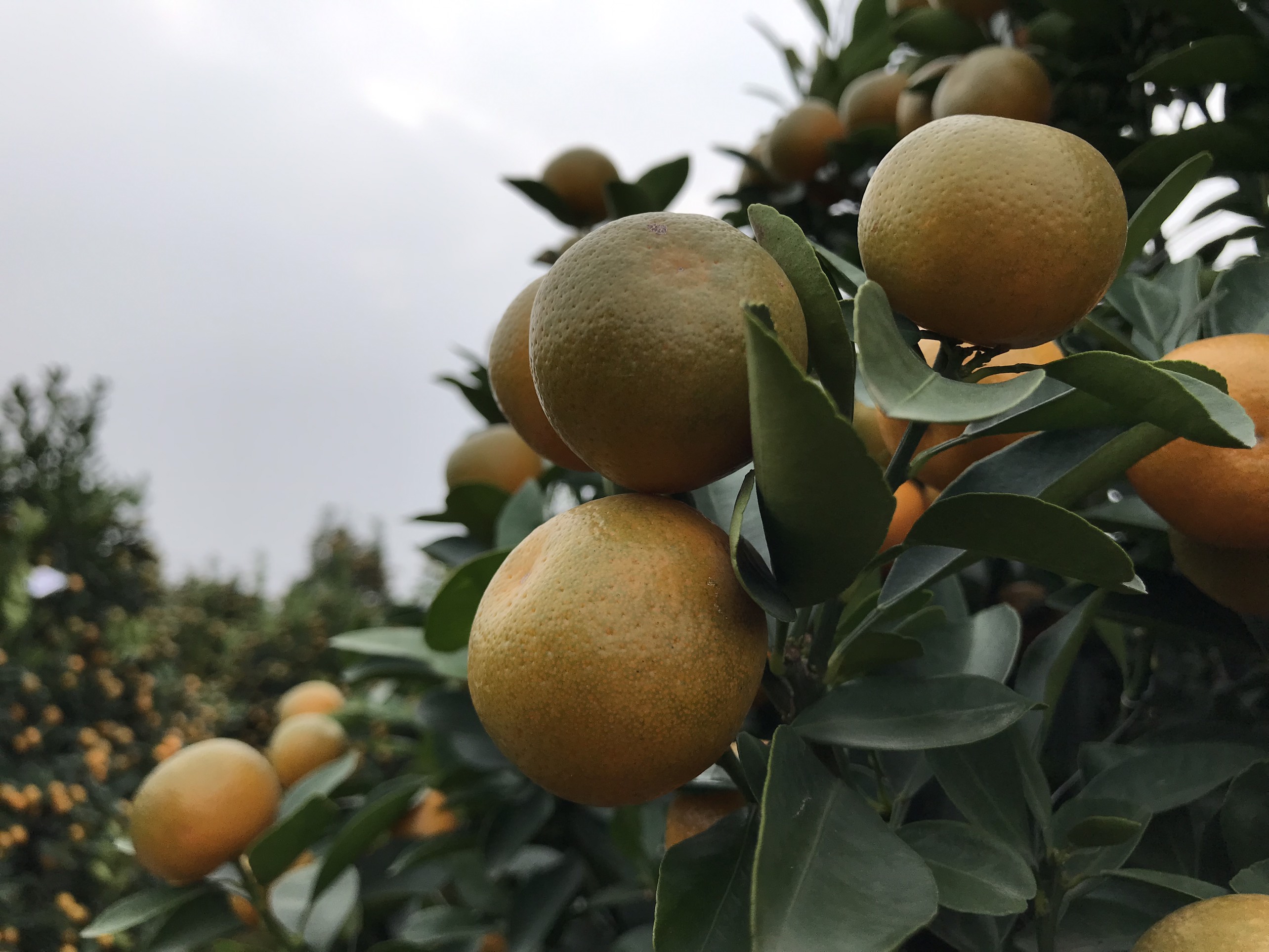 Vườn quất cảnh trăm triệu ở Nam Định chuẩn bị phục vụ Tết Nguyên đán Nhâm Dần