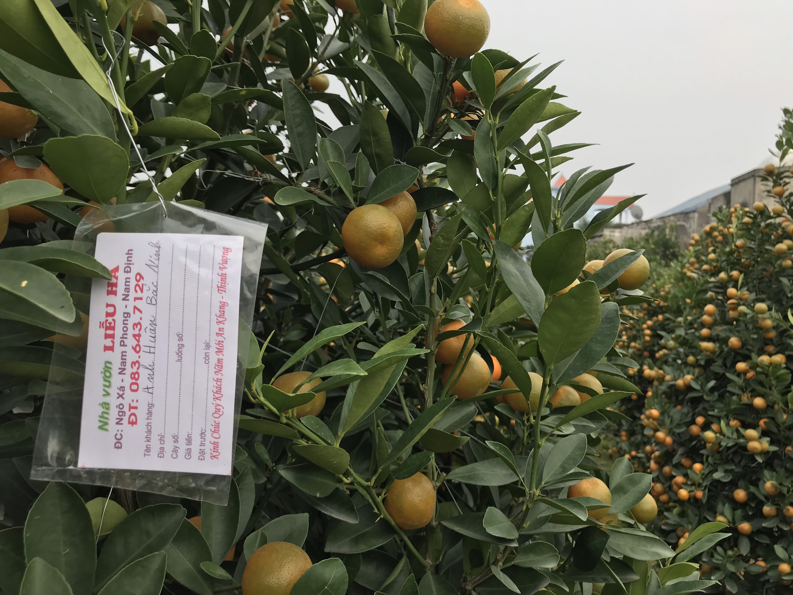 Vườn quất cảnh trăm triệu ở Nam Định chuẩn bị phục vụ Tết Nguyên đán Nhâm Dần