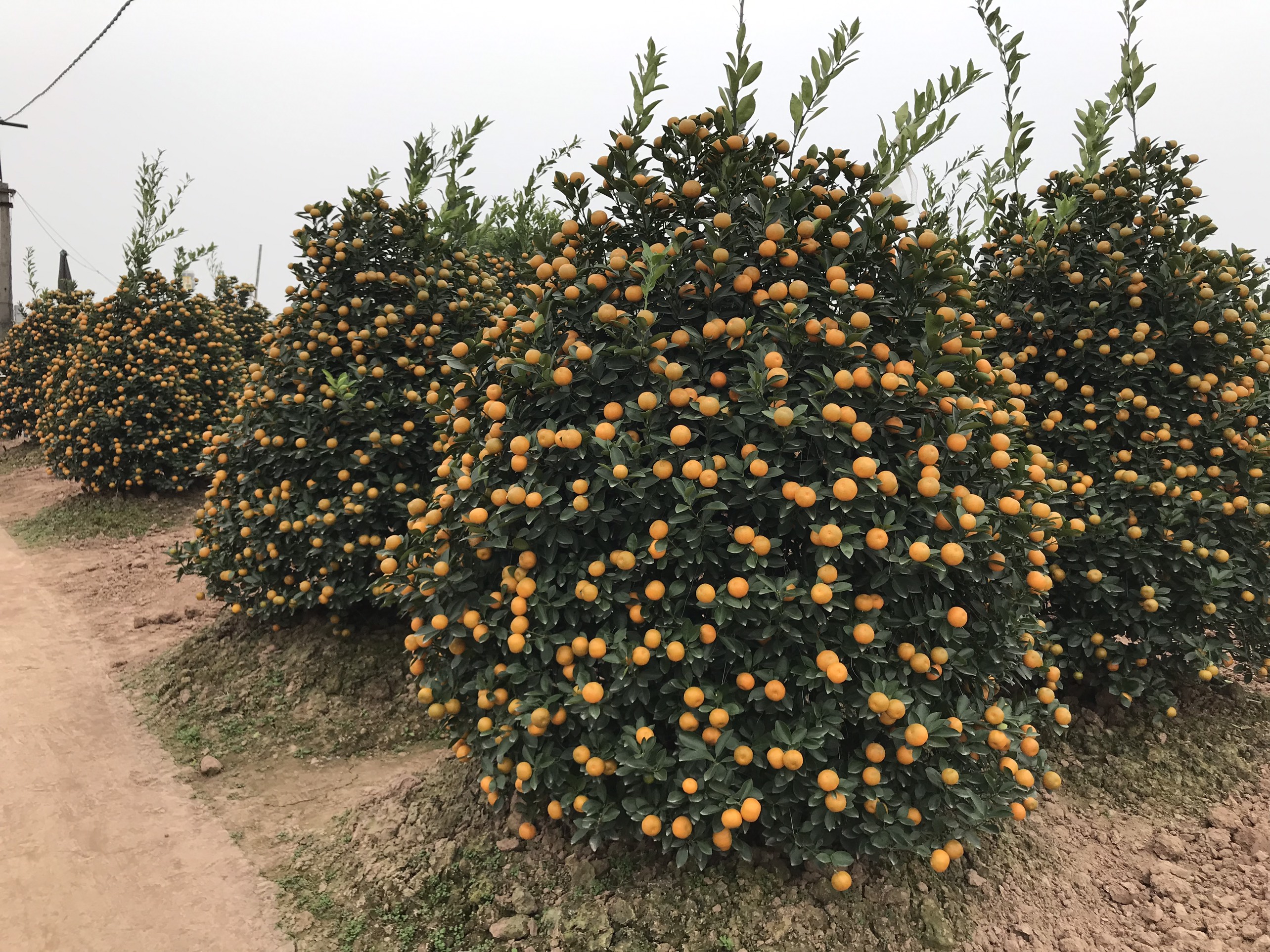 Vườn quất cảnh trăm triệu ở Nam Định chuẩn bị phục vụ Tết Nguyên đán Nhâm Dần