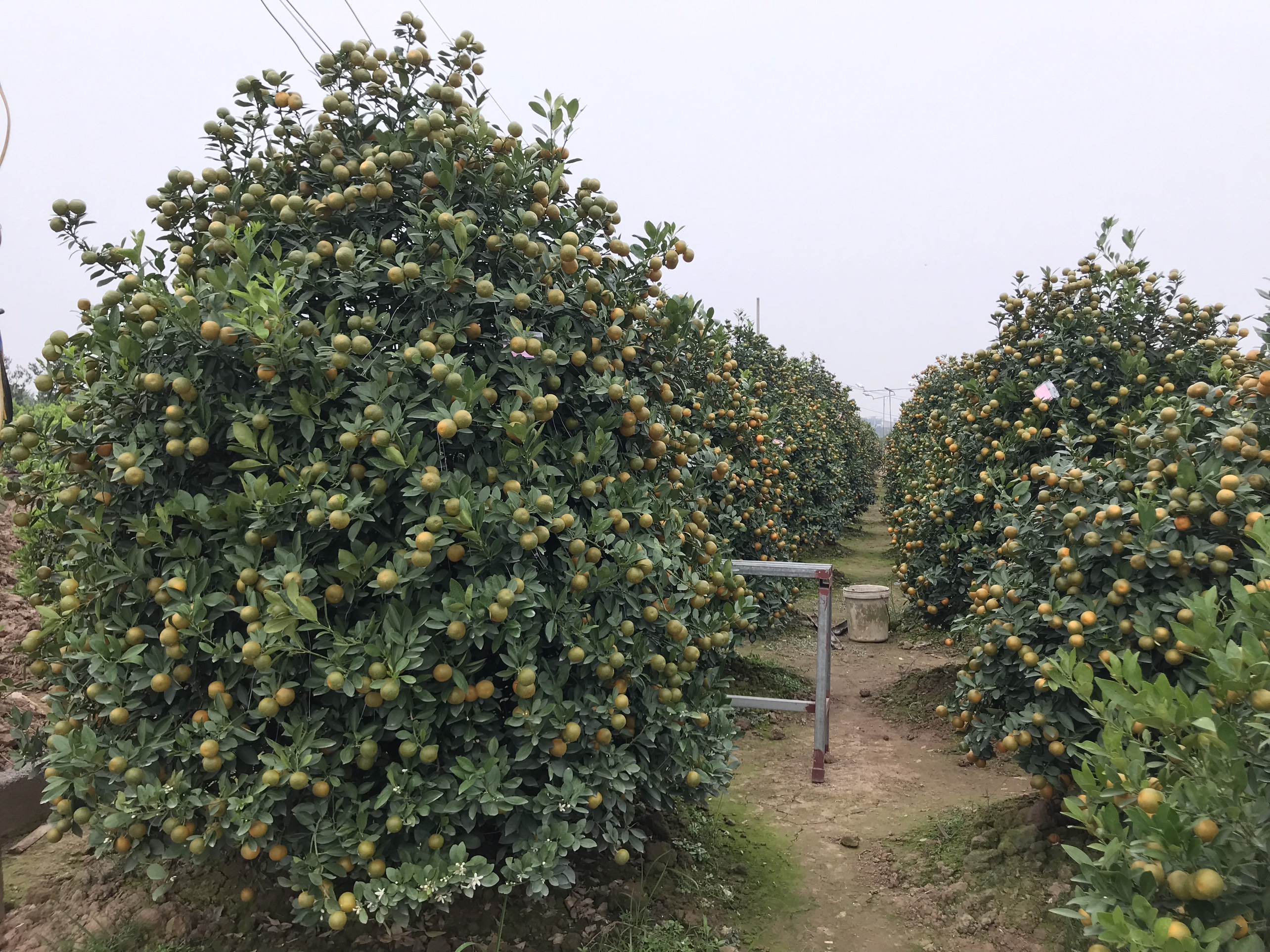 Vườn quất cảnh trăm triệu ở Nam Định chuẩn bị phục vụ Tết Nguyên đán Nhâm Dần