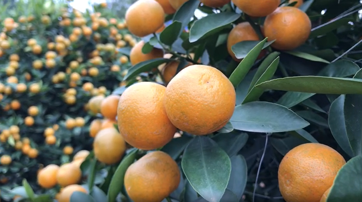 Vườn quất cảnh trăm triệu ở Nam Định chuẩn bị phục vụ Tết Nguyên đán Nhâm Dần