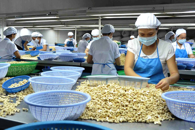 Ngành điều ghi nhận mức tăng trưởng khả quan trong năm 2021