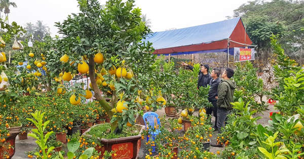 Hải Phòng Tổ chức 18 điểm Chợ hoa Xuân 2022