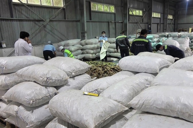 Đà Nẵng Phát hiện ngà voi và vảy tê tê lậu trộn trong hàng tấn điều nhập khẩu