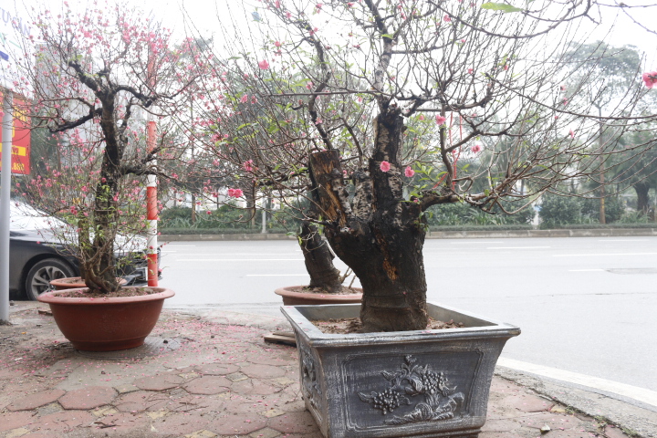 Đào cổ thụ gần trăm triệu xuống phố đón Tết