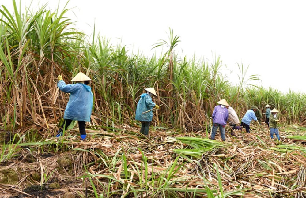 Phát triển ngành mía đường cần ứng dụng công nghệ số để minh bạch thông tin