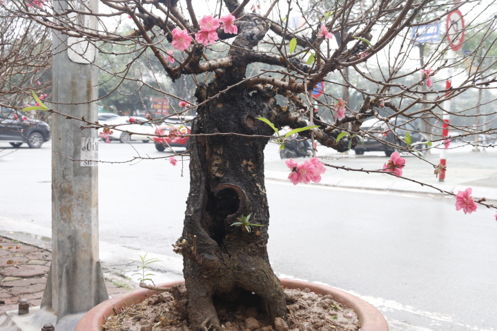 Đào cổ thụ gần trăm triệu xuống phố đón Tết