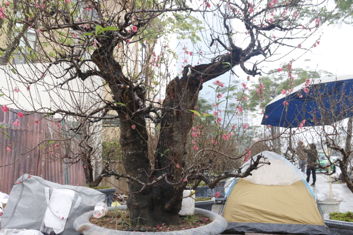 Đào cổ thụ gần trăm triệu xuống phố đón Tết