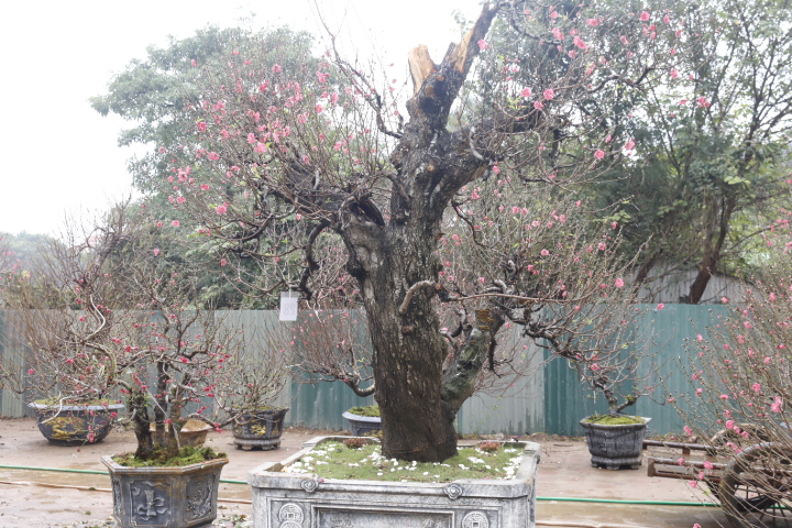 Đào cổ thụ gần trăm triệu xuống phố đón Tết