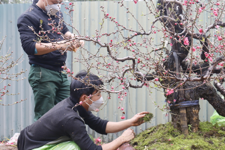 Đào cổ thụ gần trăm triệu xuống phố đón Tết