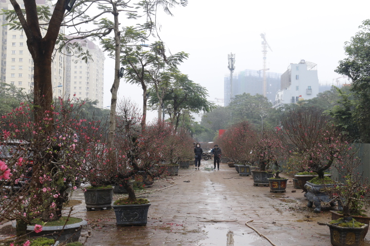 Đào cổ thụ gần trăm triệu xuống phố đón Tết