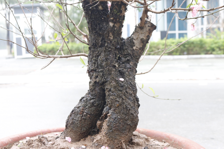 Đào cổ thụ gần trăm triệu xuống phố đón Tết