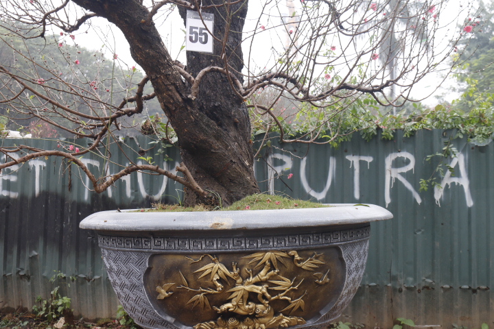 Đào cổ thụ gần trăm triệu xuống phố đón Tết