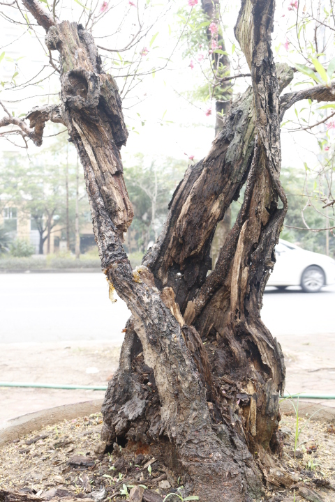 Đào cổ thụ gần trăm triệu xuống phố đón Tết