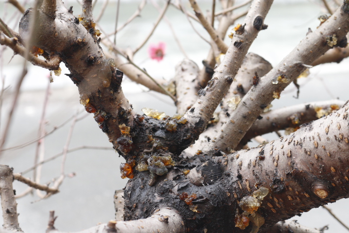 Đào cổ thụ gần trăm triệu xuống phố đón Tết