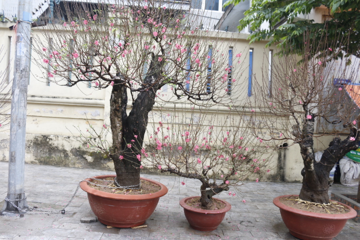 Đào cổ thụ gần trăm triệu xuống phố đón Tết