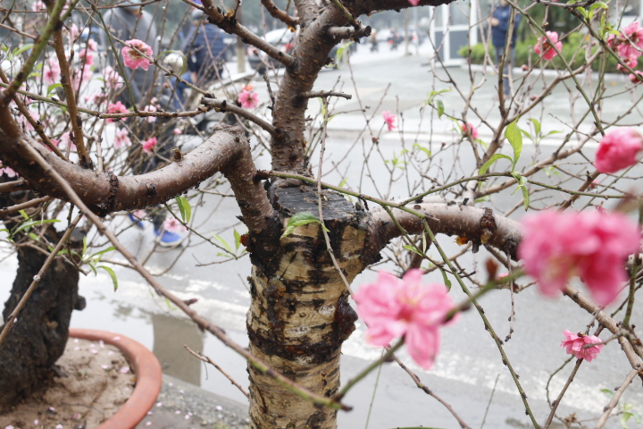 Đào cổ thụ gần trăm triệu xuống phố đón Tết